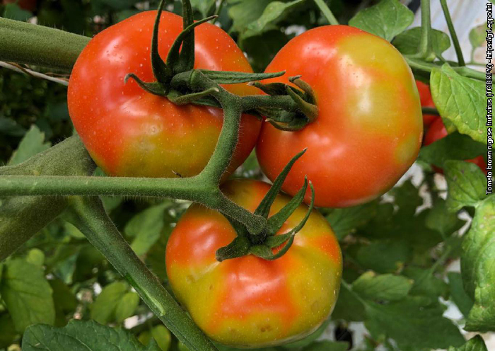 Ruskokurttuviruksen vioittamia tomaatteja.