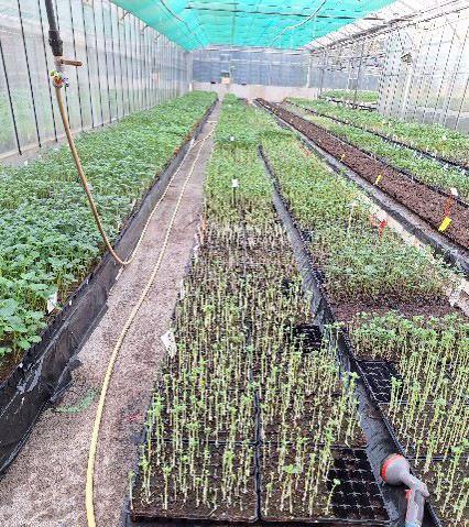 Kuvassa Bretagne Plantsin kasvihuone, jossa kasvatetaan perunoita virusanalyysia varten mukulanäytteiden itupäistä otetuista paloista.