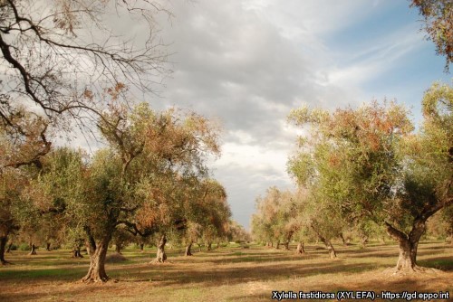 Xylella fastidiosa -bakteerin tuhoamia oliivipuita.