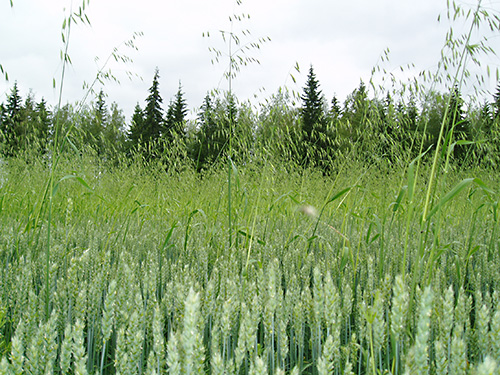 Wild oat growing among wheat 